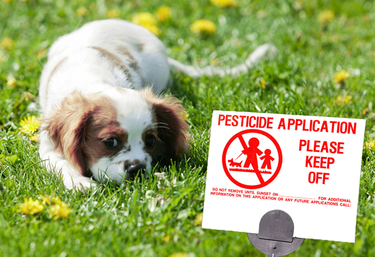 Dog Lawn Pesticide Sign