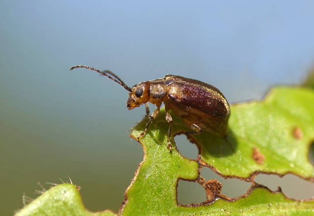 Viburnum Beetle