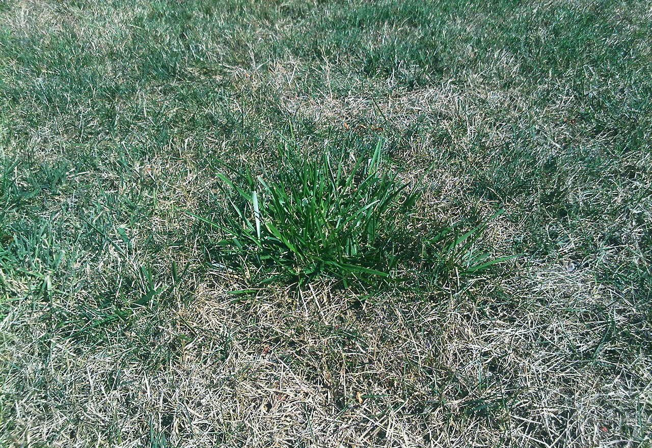 Coarse Tall Fescue