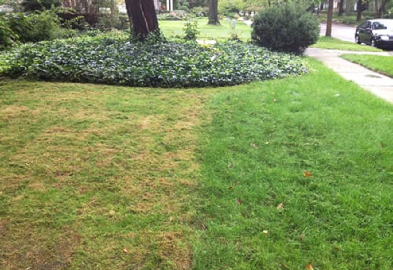 too much grass clippings on lawn