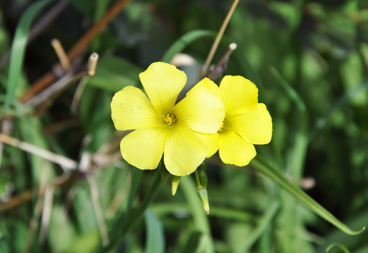 Problem-Grass-Oxalis-Close