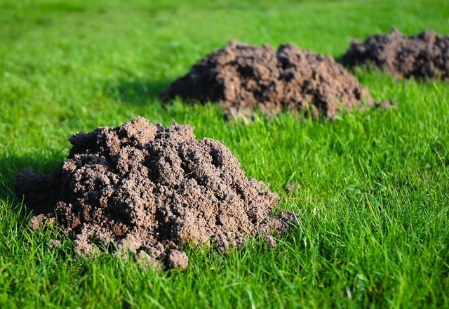 How to Stop Animals from Digging up the Lawn