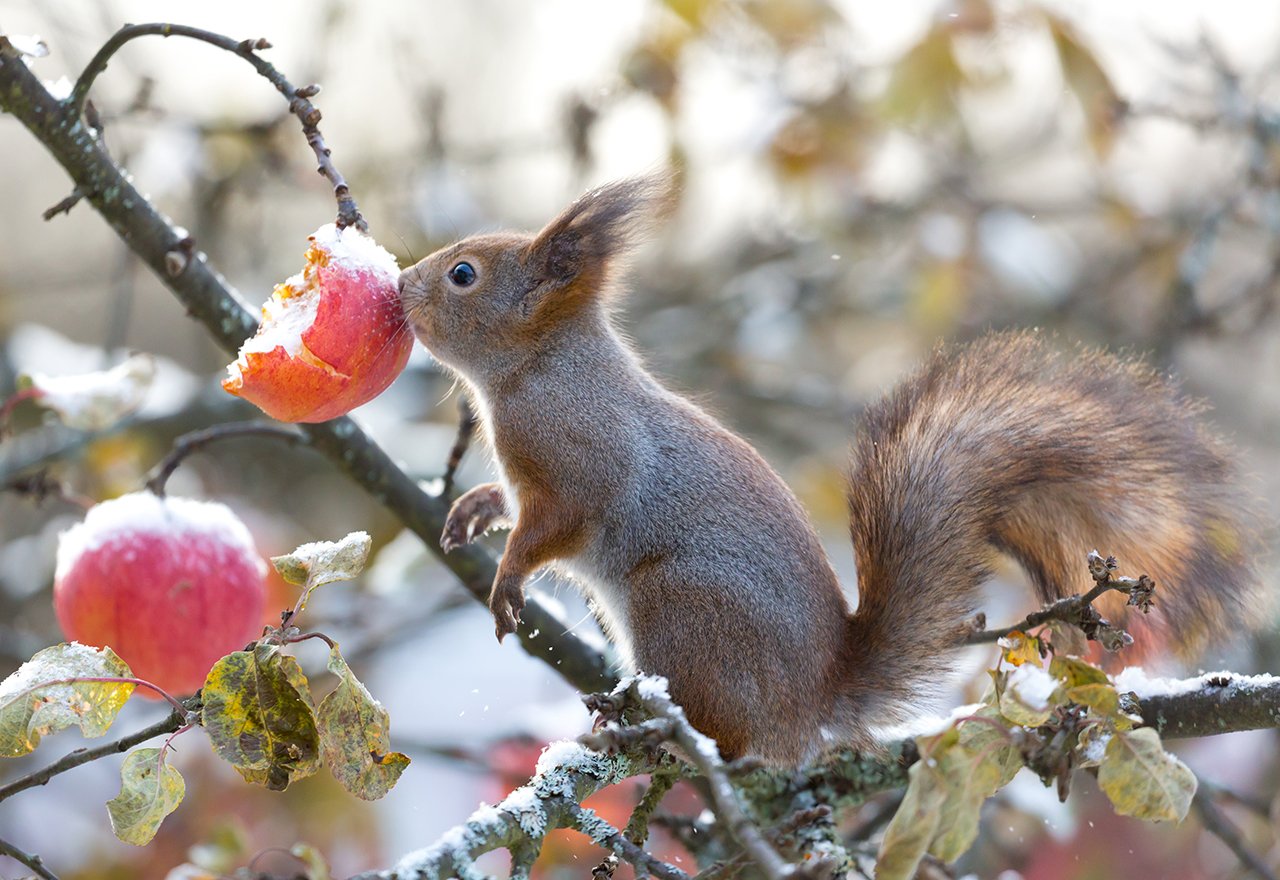 Squirrel Eating Apple Tree Mast Year