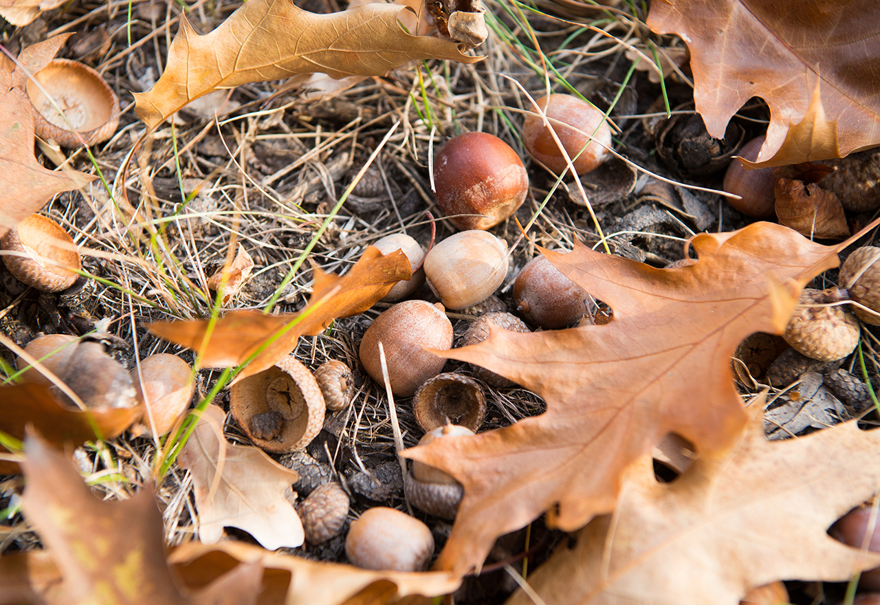 Tree Acorns Fall Mast Year