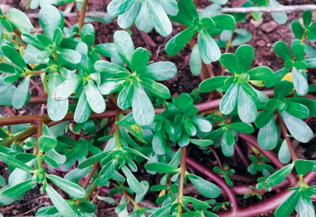 Purslane