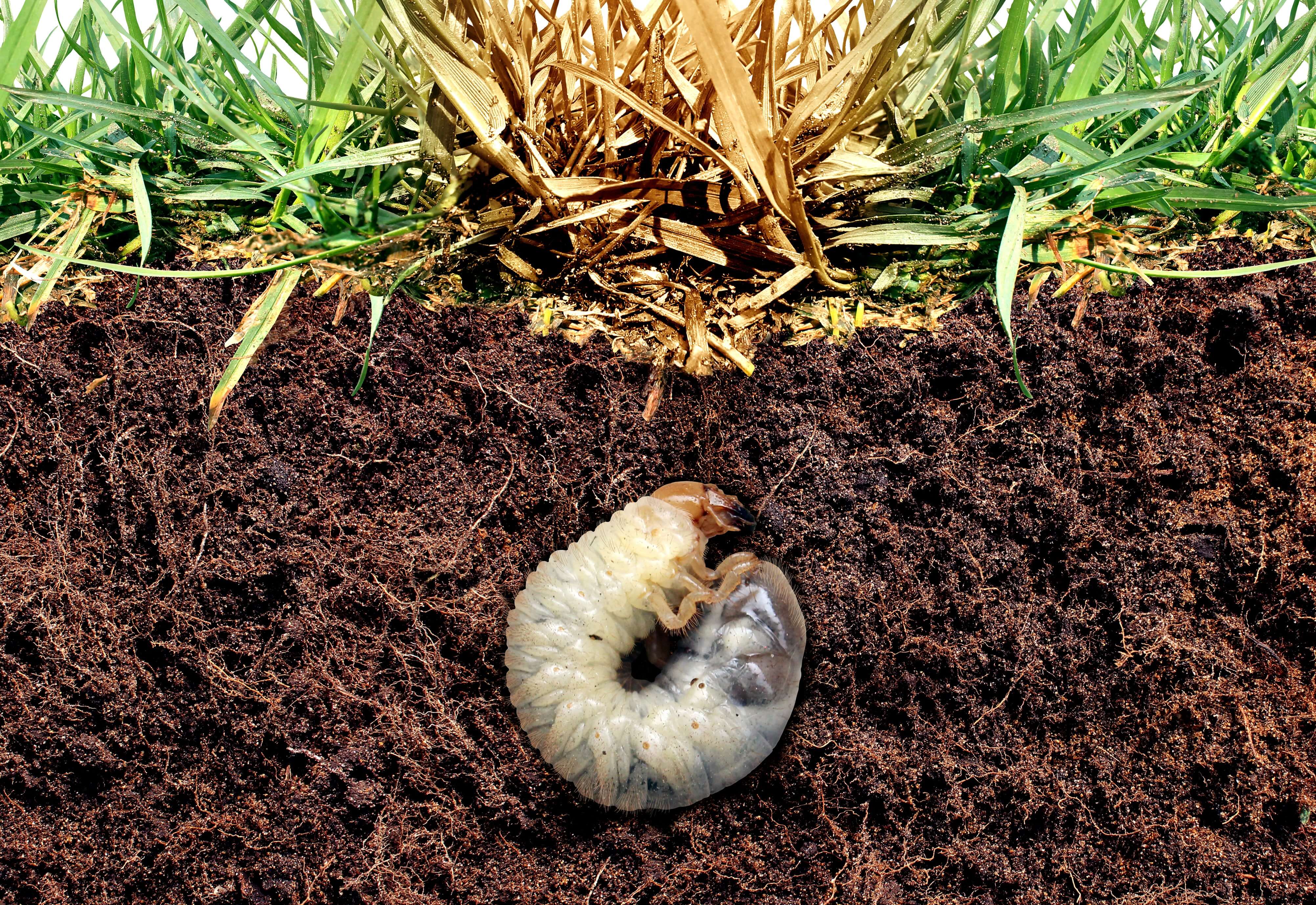 Japanese Beetle Grub Soil Underground Web